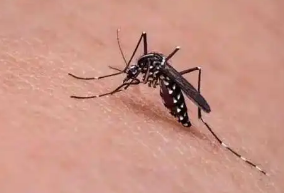 今年“最毒”的蚊子批量北移？亮潔滅蚊專家講解宿遷滅蚊方法